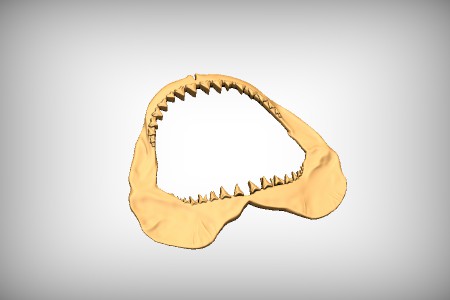 Shark Jaws