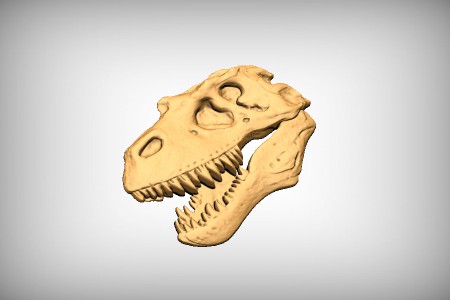 TRex - Skull