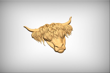 Highland Cow