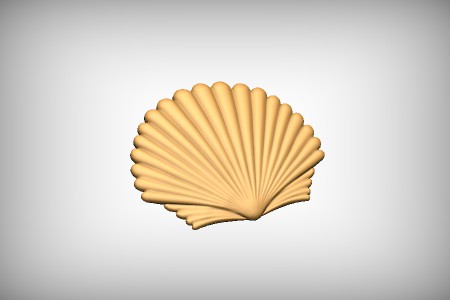 Scallop Shell 2