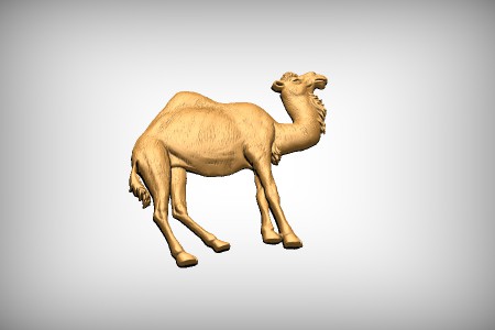 Camel single hump