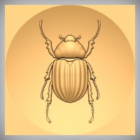 Scarab Beetle 1