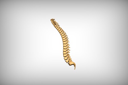 Spine