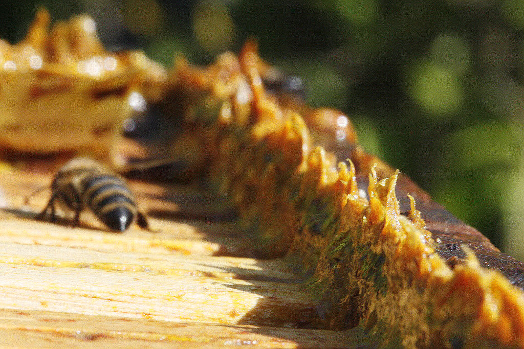 La propolis, une substance résineuse qui protège la ruche.