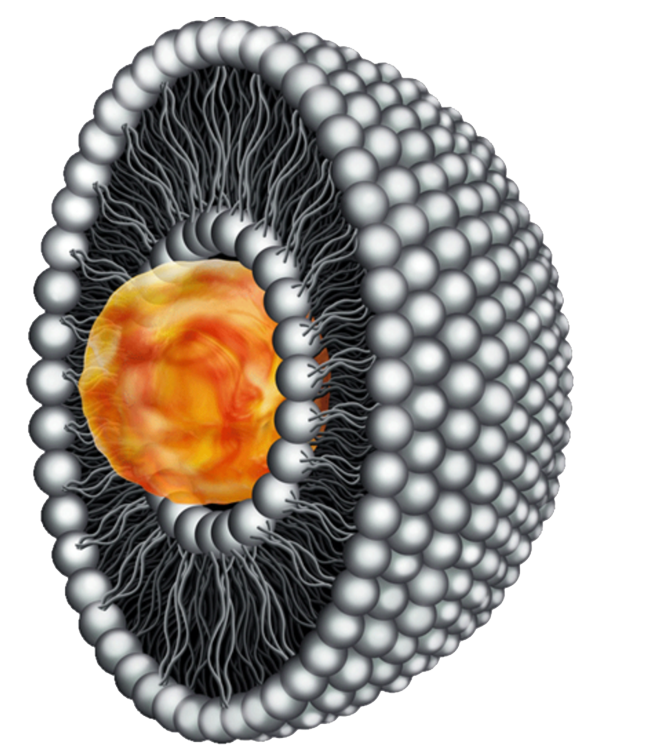 Vitamine C liposomale: schéma d'un liposome.