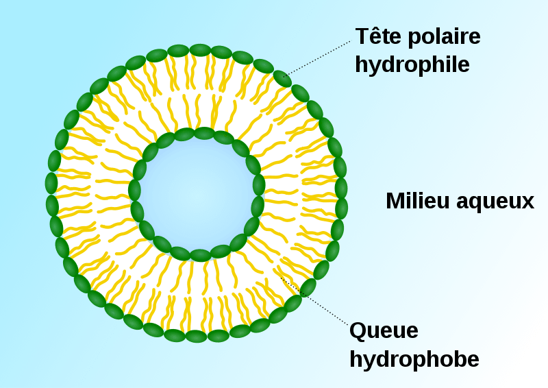 Vitamine C liposomale : schéma d'un liposome encapsulant la vitamine C.