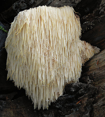 Champignons crinière de lion « Mycélium – Les 400 Pieds de Champignon