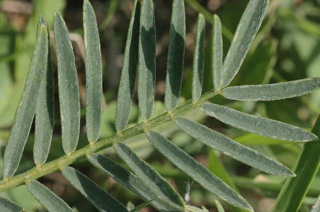 Astragalus membranaceus, plante à fleurs 