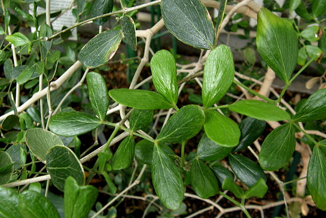 Feuilles du bois de Gaïac