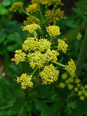 Fleurs de Livèche