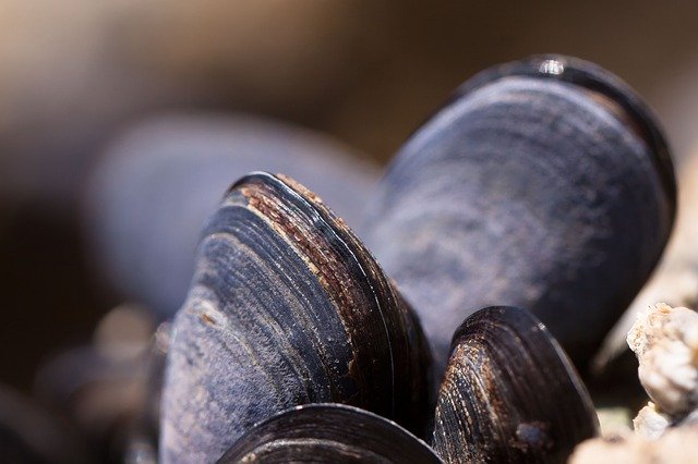 Le lyprinol est une huile, extraite de la moule verte.