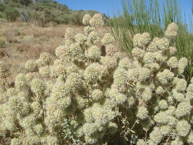 Fleurs de marjolaine sylvestre