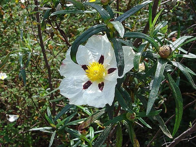 Fleurs de ciste ladanifère 