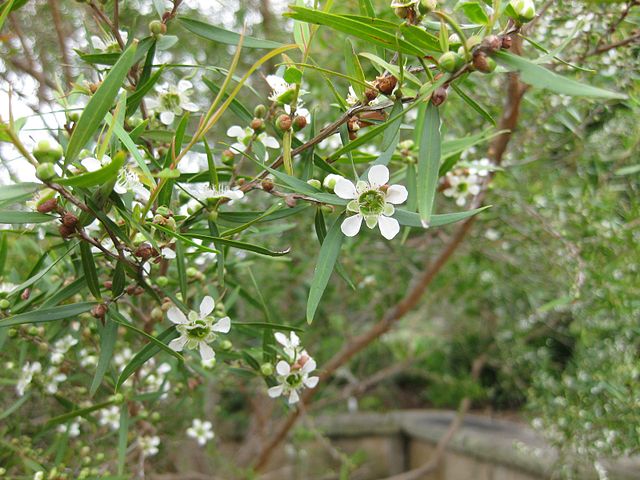 Fleurs de Leptospermum petersonii ou citronné