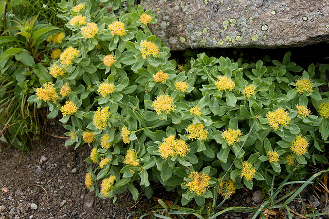 Dosages et posologie de la Rhodiola