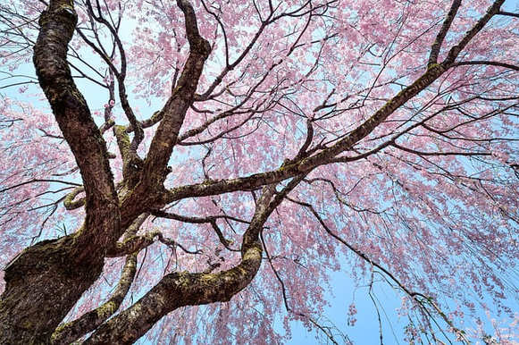 Qu'est-ce que le Bois de Rose ? Origine, Bienfaits et Posologie