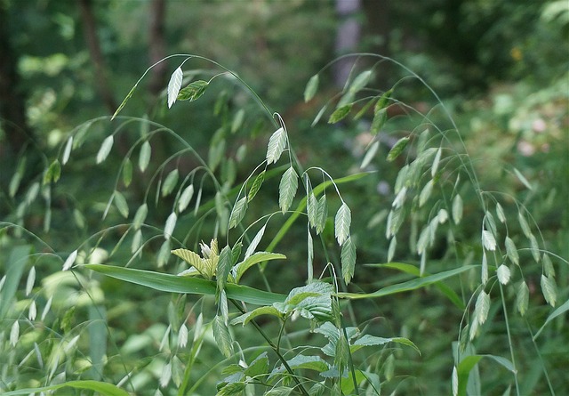 wild oat, une fleur de Bach pour l'incertitude