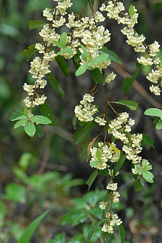 Feuilles et fleurs de la verveine exotique