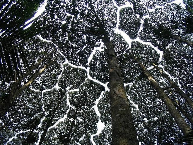 Arbre appelé Dryobalanops Camphora