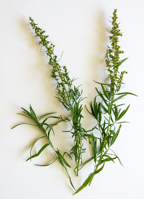 MyCosmetik - Au printemps,🌼 l'huile essentielle d'estragon est un  incontournable pour soulager les allergies de toutes sortes ! Extrêmement  puissante, elle permet d'atténuer les symptômes respiratoires en diffusion  dans vos pièces de