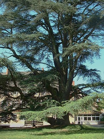 Cedrus Atlantica ou cèdre de l'Atlas