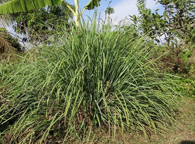 Citronnelle à myrcène