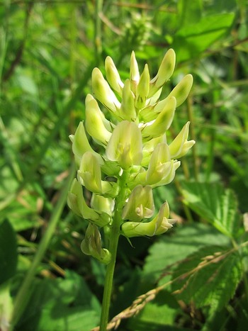 Astragalus, huang qi ou radix astragali