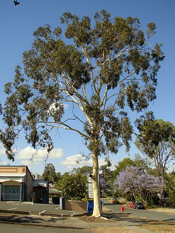 Huile essentielle d'eucalyptus citronné : vertus et bienfaits