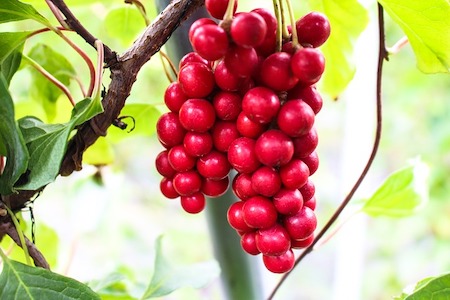 Schisandra Chinensis ou Schizandra