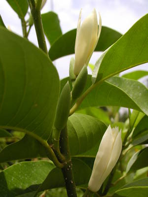 Magnolia