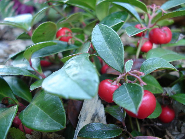 Fruits de Gaulthérie