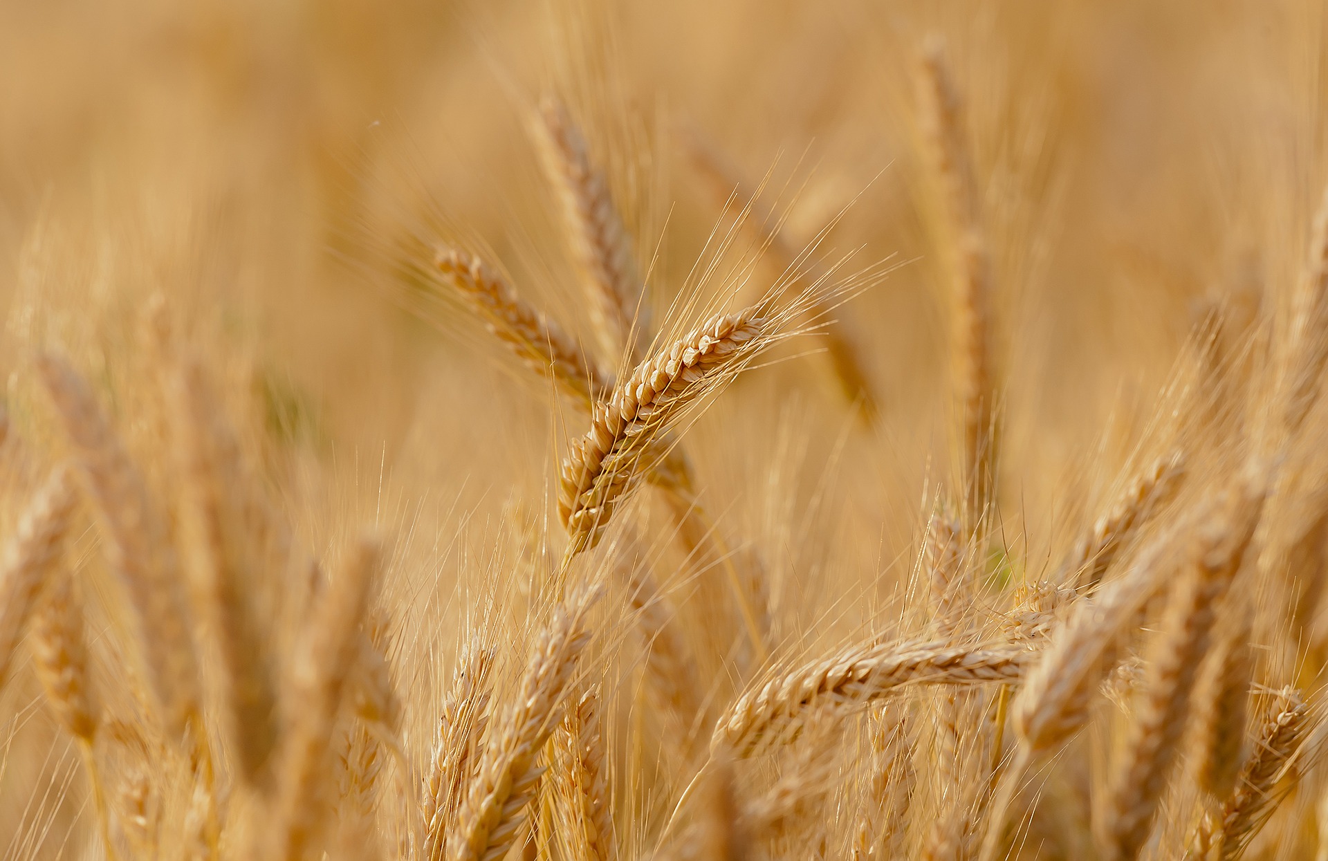 L'huile de germe de blé est riche en nutriments.