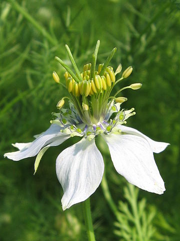 Fleurs de nigelle