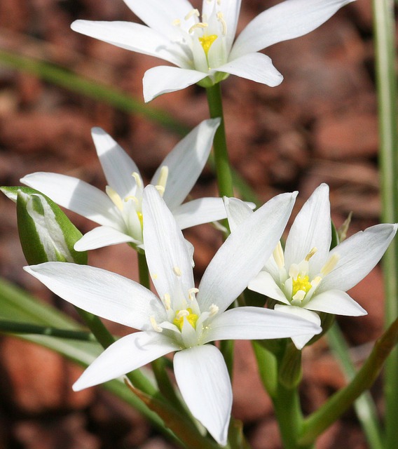 Star of Bethlehem ou Etoile de Bethléem