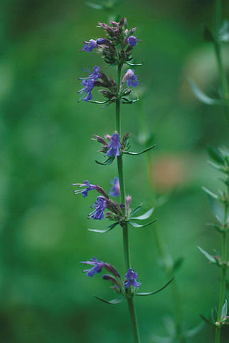 Hyssopus officinalis ou hysope couchée