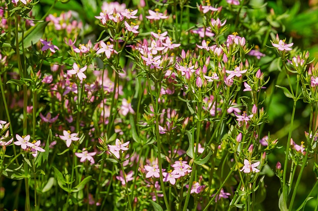 Centaury ou la centaurée fait partie des Fleurs de Bach.