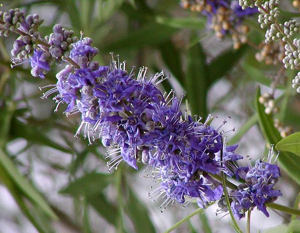 Le Gattilier ou Vitex agnus-castus donne l'huile essentielle de Gattilier.