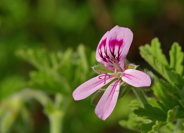 Géranium rosat