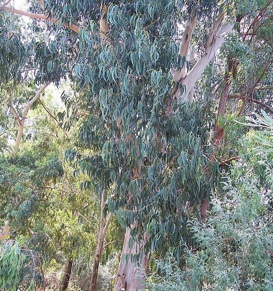 Eucalyptus globuleux ou Eucalyptus Globulus