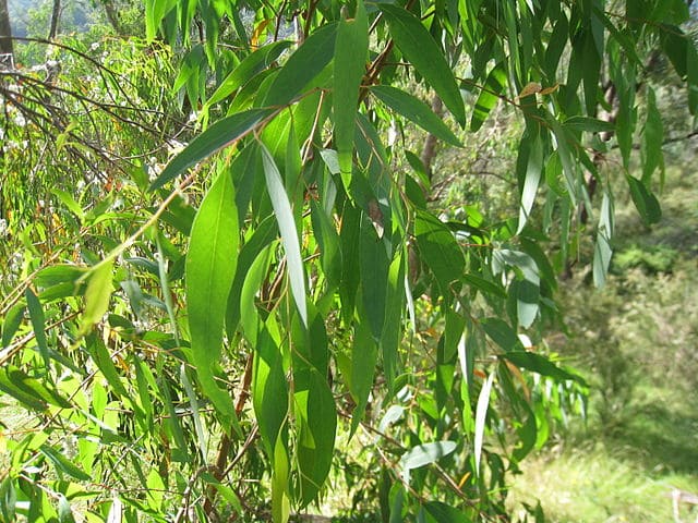 Eucalyptus staigeriana