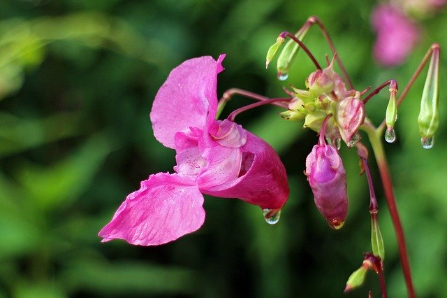 Impatiens glandulifera﻿