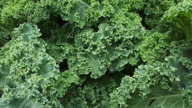 La zéaxanthine est présente en abondance dans les choux frisés.