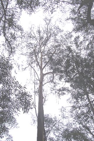 Eucalyptus smithii