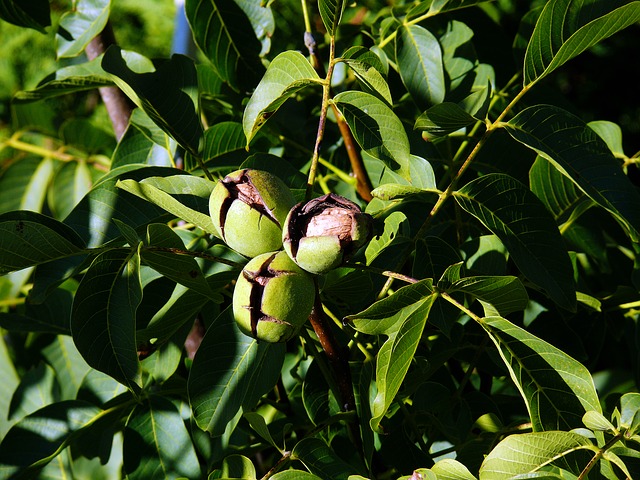 Walnut, le noyer, est une fleur de Bach.