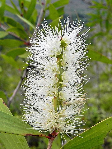 L'huile essentielle de Niaouli est issue de la plante Melaleuca quinquenervia.