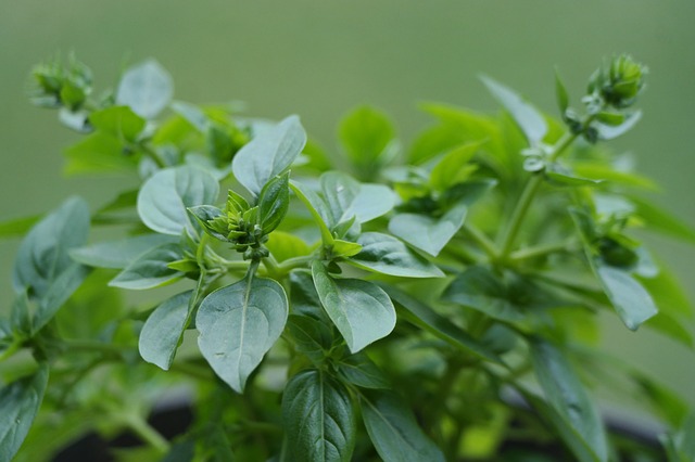 L'huile essentielle d'origan kalitéri 
est issue de la plante Origanum vulgaris.