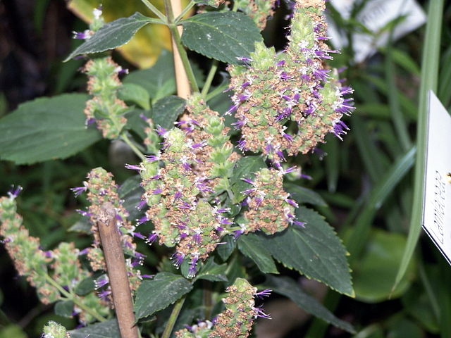 L'huile essentielle de Patchouli est réalisée à partir de la plante Pogostemon cablin.