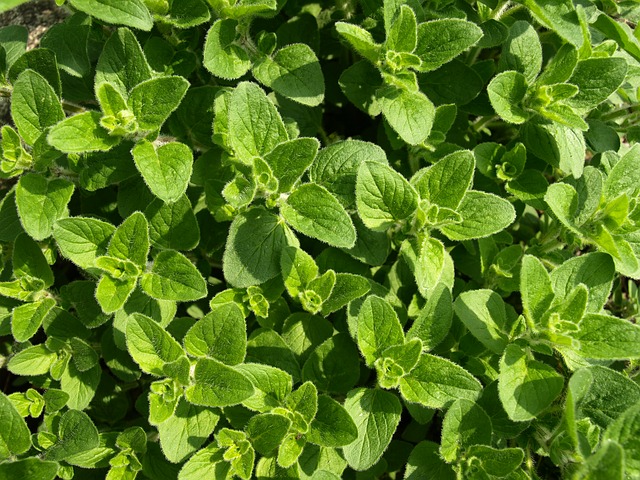 L'huile essentielle d'origan compact est issue de la plante Origanum compactum.