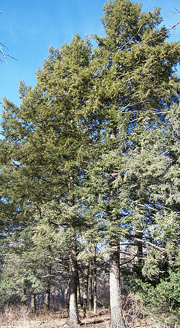 L'huile essentielle de Pruche est issue du Tsuga Canadensis.