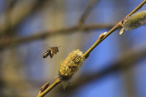 La propolis, un produit des arbres récolté par les abeilles, est intéressant dans la lutte contre le cancer.